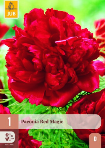 Paeonia red magic 1st