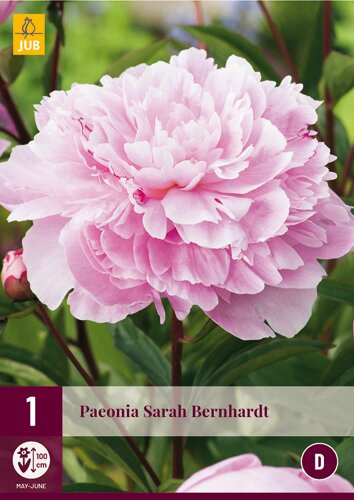 Paeonia sarah bernhardt 1st