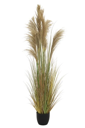 Pampas Kunstplant - H183cm Bruin