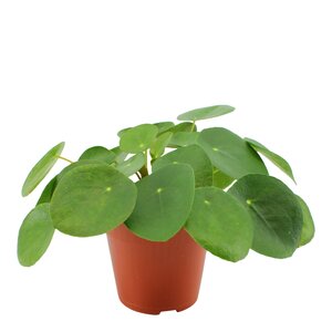 Pannekoekplant, in 10,5cm-pot
