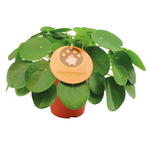 Pannekoekplant in 15cm-pot