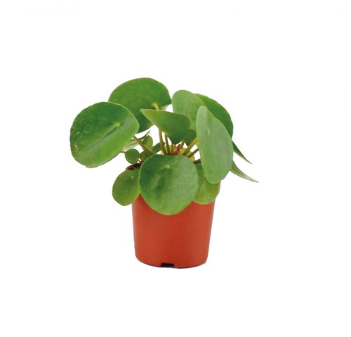 Pannekoekplant, in 5,5cm-pot