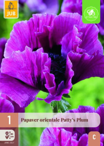 Papaver pattys plum 1st