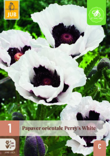 Papaver perrys white 1st