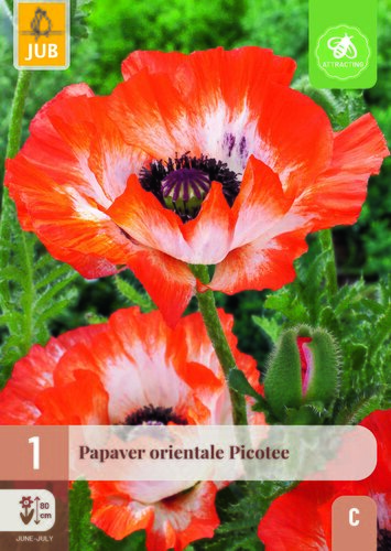 Papaver picotee 1st