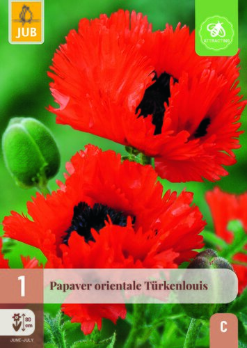 Papaver turkenlouis 1st