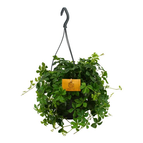Parthenocissus Striata Verona Vein , in 15cm-hangpot