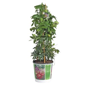 Passieflora, in 19cm-pot - afbeelding 1