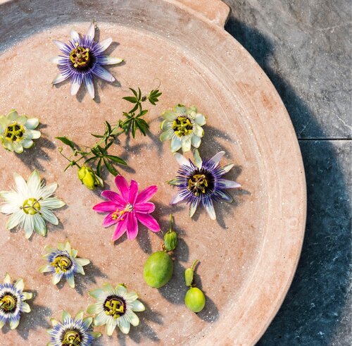 Passiflora, in 19cm-pot - afbeelding 2