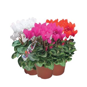 Patiocyclaam, in 10,5cm-pot - afbeelding 1