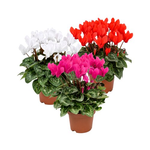 Patiocyclaam, in 10,5cm-pot - afbeelding 1