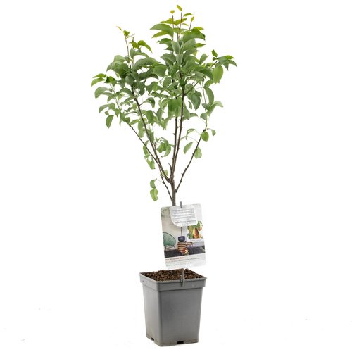 Perenboom (Pyrus comm. Bonne Louise Patio), in pot