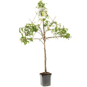 Perenboom (Pyrus comm. Conference leivorm), in pot