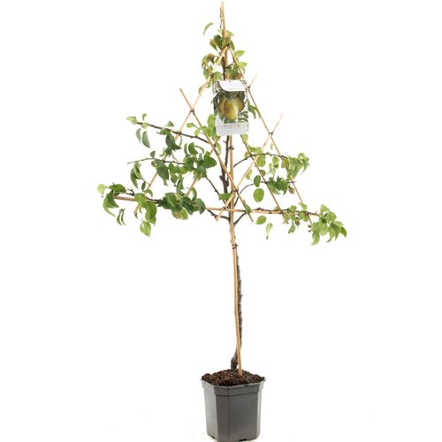 Perenboom (Pyrus comm. Williams leivorm), in pot