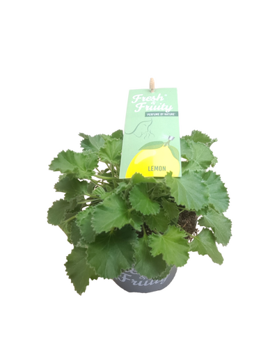 Pelargonium Fresh&Fruity®, in 12cm-pot - afbeelding 3