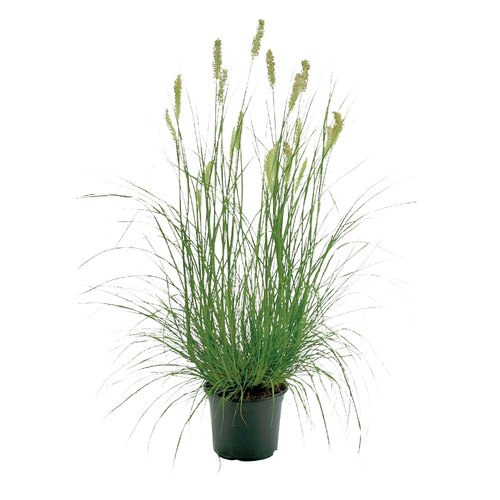 Pennisetum Hameln, in 19cm-pot