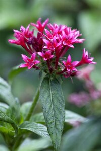 Pentas mix, in 15cm-pot - afbeelding 2