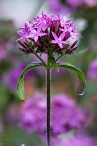 Pentas mix, in 15cm-pot - afbeelding 3