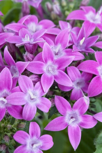 Pentas mix, in 15cm-pot - afbeelding 4