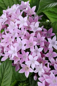 Pentas mix, in 15cm-pot - afbeelding 5