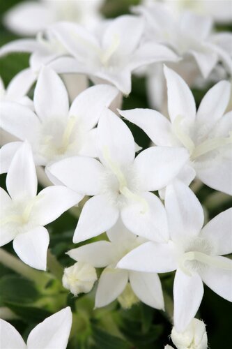 Pentas mix, in 15cm-pot - afbeelding 6