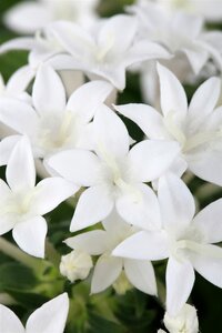 Pentas mix, in 15cm-pot - afbeelding 6