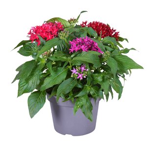 Pentas mix, in 15cm-pot - afbeelding 1
