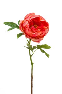 Peony spray coral 63cm