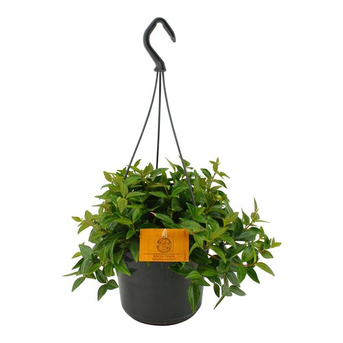 Peperomia Angulata Rocca Scuro, in 15cm-hangpot - afbeelding 2