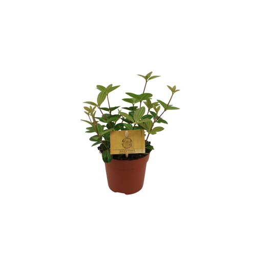 Peperomia Angulata Rocca Vivace, in 10.5cm-pot