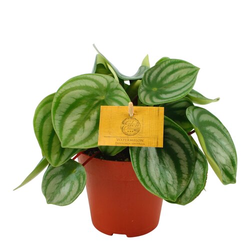 Peperomia Argyreia Watermelon, in 12cm-pot