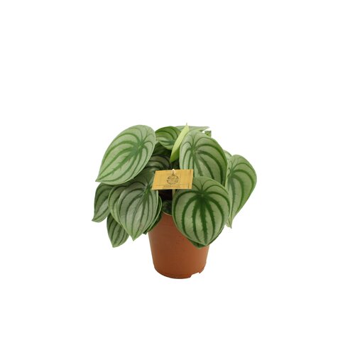Peperomia Argyreia Watermelon, in 15cm-pot