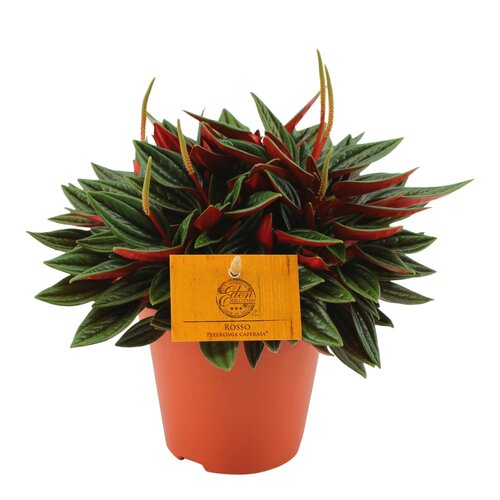 Peperomia Caperata Rosso, in 10.5cm-pot