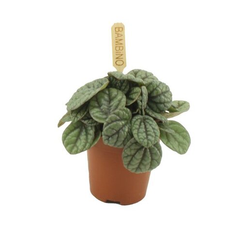 Peperomia Greyhound, in 5.5cm-pot