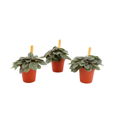 Peperomia Milano, in 5.5cm-pot