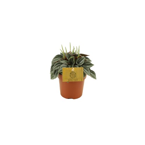 Peperomia Napoli Nights, in 10.5cm-pot