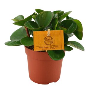 Peperomia Obtipan Green Drops, in 10.5cm-pot - afbeelding 2