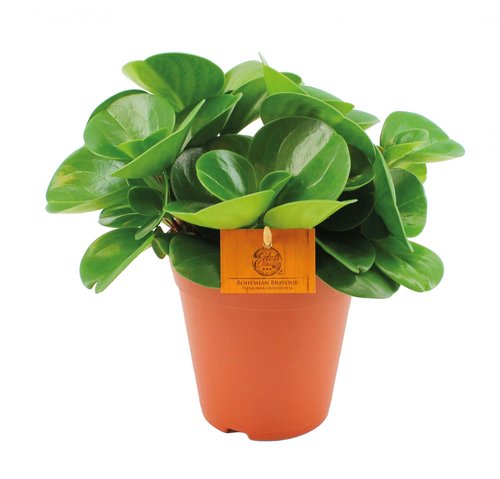 Peperomia Obtusifolia groen, in 15cm-pot