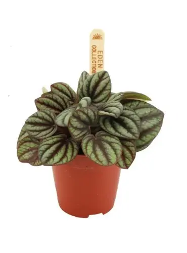Peperomia Piccolo Banda, in 5.5cm-pot