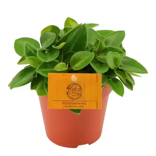 Peperomia Pixie, in 5.5cm-pot