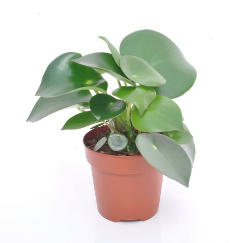 Peperomia Raindrop, in 12cm-pot