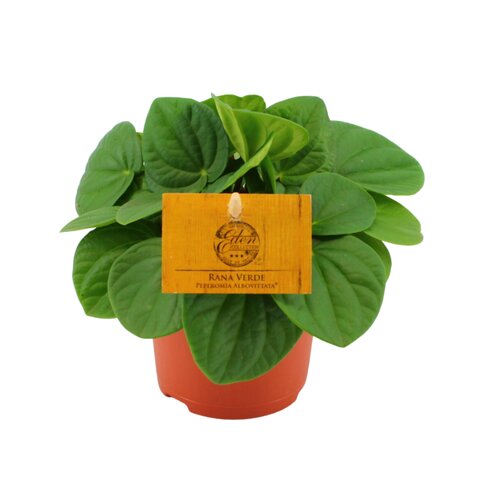 Peperomia Rana Verde, in 10.5cm-pot - afbeelding 1