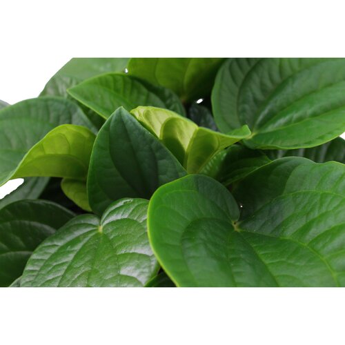 Peperomia Rana Verde, in 10.5cm-pot - afbeelding 2