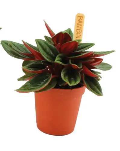 Peperomia Rosso, in 5.5cm-pot