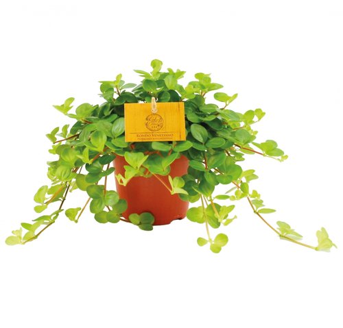 Peperomia Rotundifolia Rondo Venetiano, in 12cm-pot