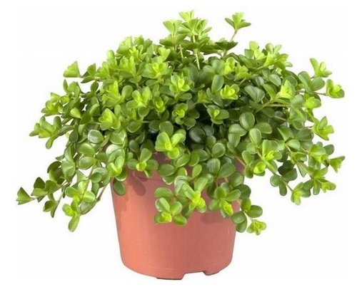 Peperomia Rotundifolia, in 15cm-pot