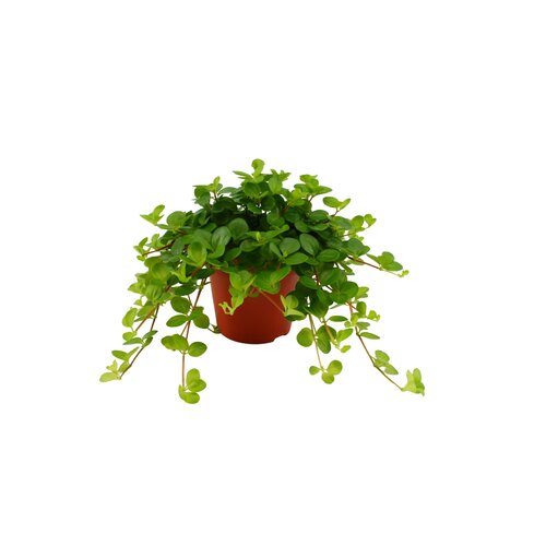 Peperomia Rotundifolia, in 5.5cm-pot