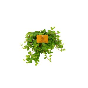 Peperomia Rotundifolia Rondo Venetiano, in 10.5cm-pot