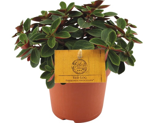 Peperomia Verticillata Red Log, in 5.5cm-pot