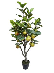 Perenboom 120cm